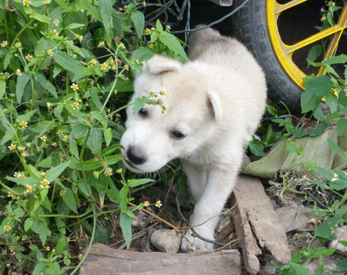 �t���tko Sib�rsky hasky