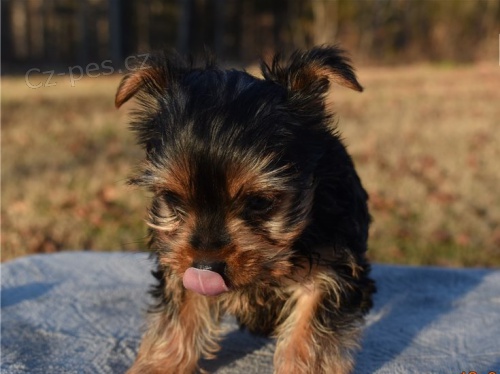 yorkshire �t��ata