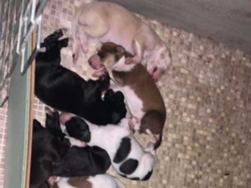 Saluki �t��ata