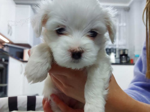 malt�zsk� �t��ata