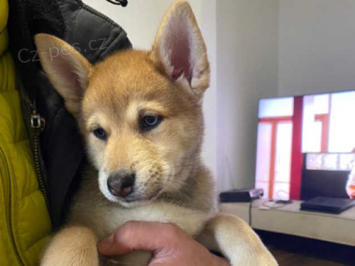 AKC zaregistrov�n Shiba Inu �t��ata na prodej