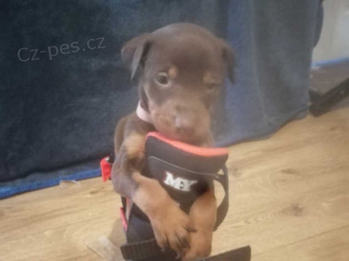 Dobrman �t��ata �istokrevn�.