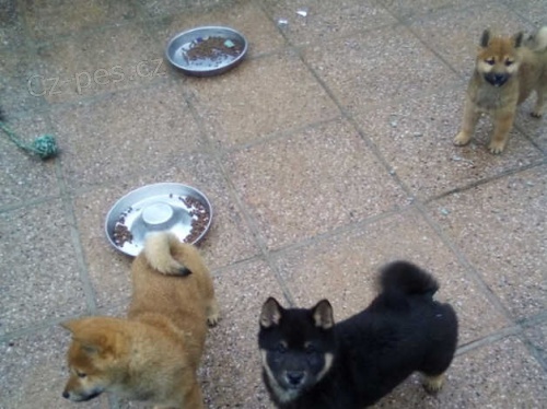 *** �t��ata shiba inu