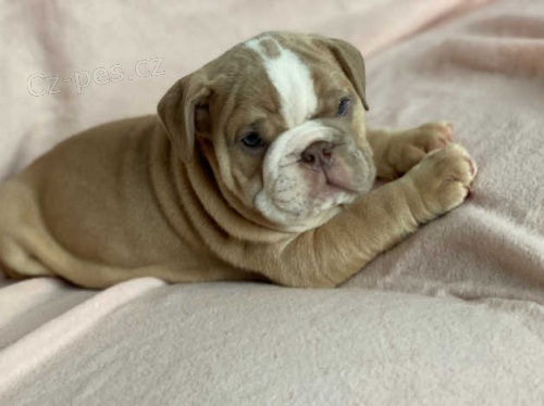 Anglick� buldok �t�n�1111mz