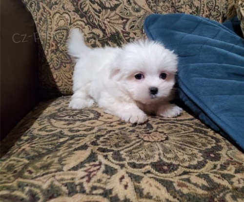 K dispozici sladk� maltsk� �t��ata