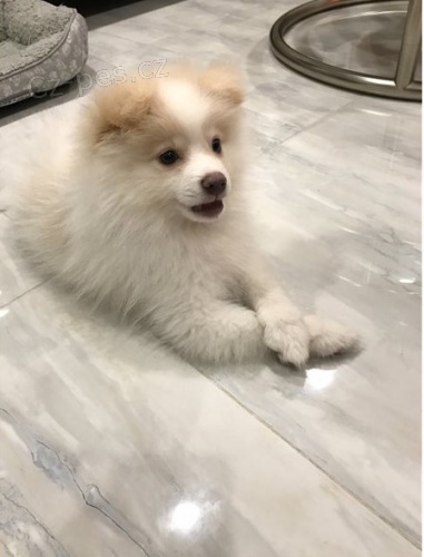 Zdrav� pomeransk� �t��ata p�ipraven�,