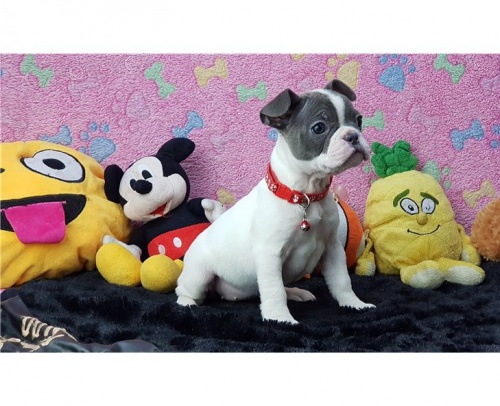 Ohromuj�c� �t��ata francouzsk�ho buldo�ka