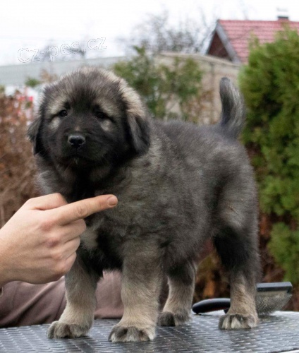 Jugosl�vsk� ov��k - �t��ata