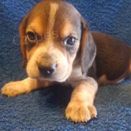 �t���tka Beagle