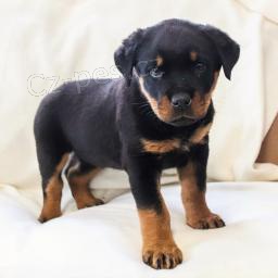  odchoz� �t�n� rotvajlera