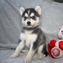 Sibi�sk� husky