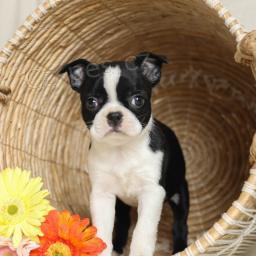 Rozko�n� bostonsk� teri�r