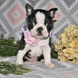 Rozko�n� bostonsk� teri�r