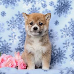 �t��ata Shiba Inu