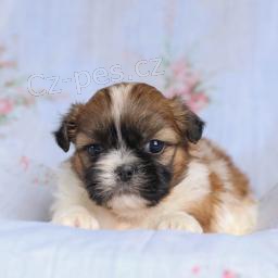 �t��ata shih Tzu 