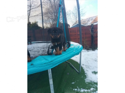 �t��ata rotvajler�