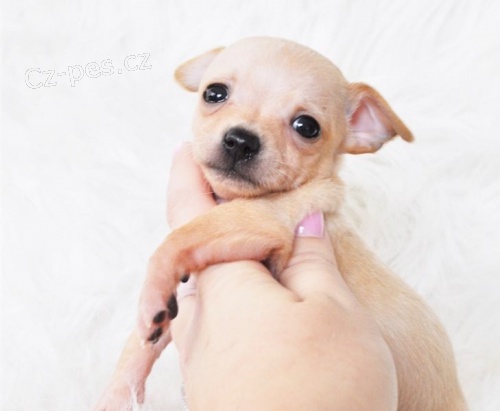 �t��ata �ivavy