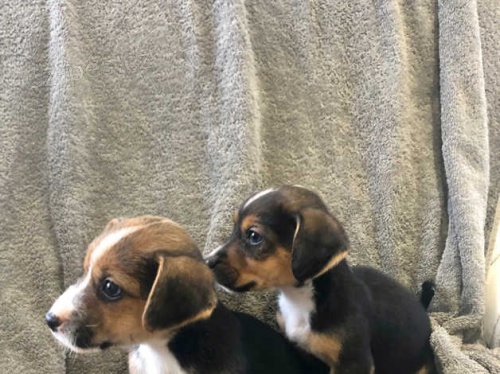 Jack Russell �t��ata