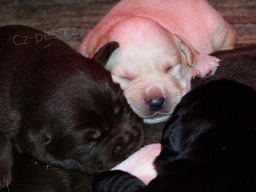 Kr�sn� �t�n� labradora