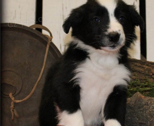 border kolie �t��ata