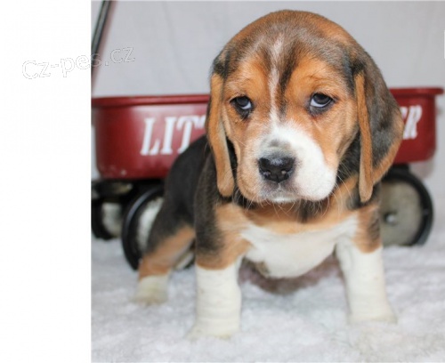 BEAGLE �T��ATA