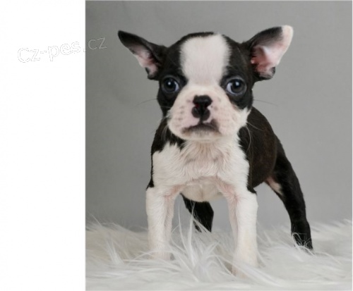 Bostonsk� teri�r