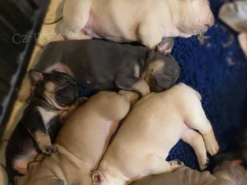 Francouzsk� buldo�ek �t��ata na prodej