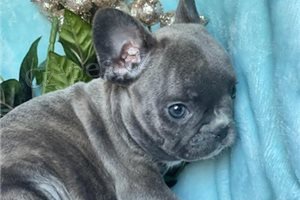 francouzsk� buldo�ek