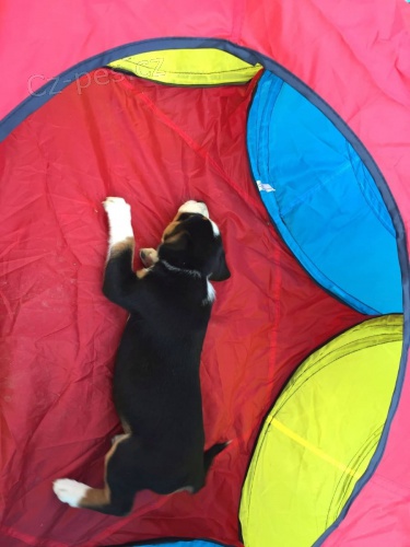 �t��ata, ko�ata, papou�ci, fretky