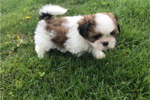 shih tzu