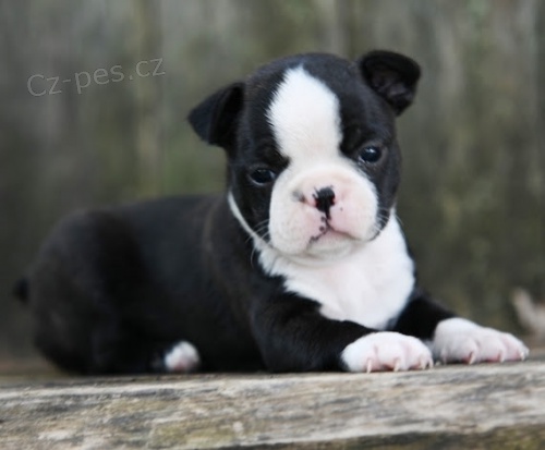 O�kovan� �t��ata bostonsk�ho teri�ra k prodeji. 