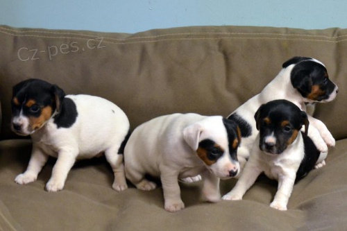 Jack Russell �t��ata k adopci