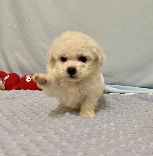 �t��ata bichon frize. 