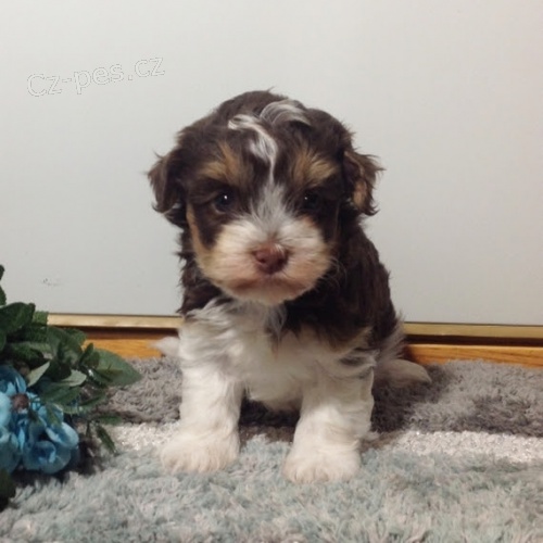 kr�sn� havansk� �t��ata. 