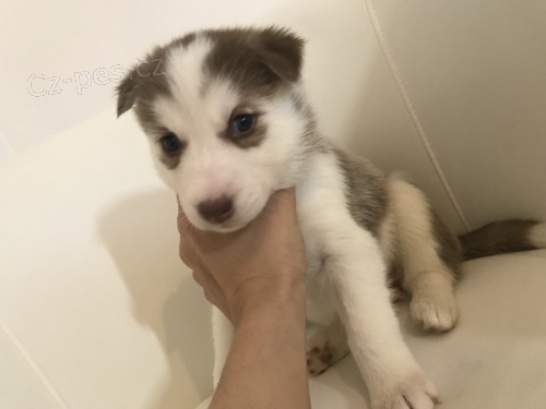 Modr� kr�sn� oko sibi�sk� husky �t��ata.