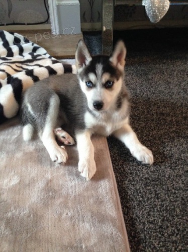 sibi�sk� husky �t��ata.