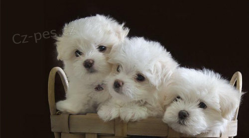 roztomil� miniaturn� maltsk� �t���tka k prodeji. 