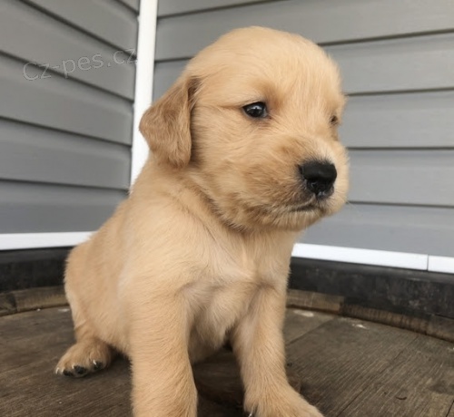 d�ti zlat�ho retr�vra. 