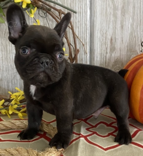 Francouzsk� buldo�ka �t��ata k dispozici pro op�tovn� nav�d�n�. 