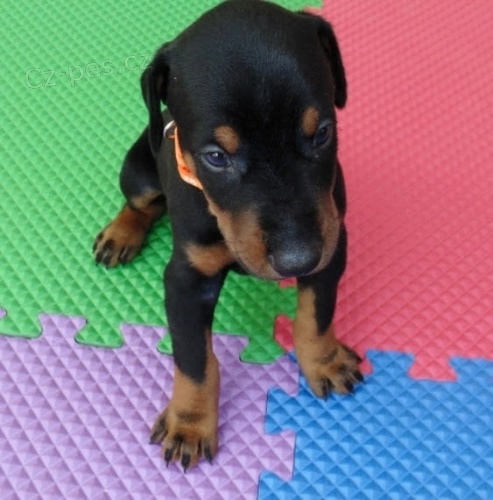 �t��ata dobermana 