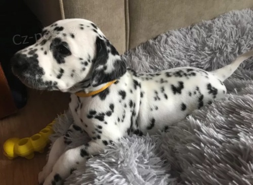 Dalmatina �t��ata. 