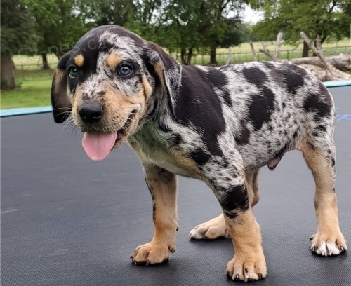 Anatolsk� ov��k �t��ata