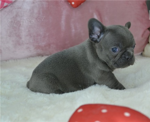 Francouzsk� buldo�ek �t��ata na prodej