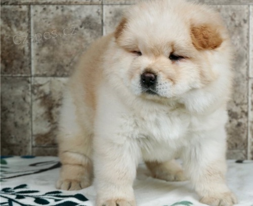 chow chow �t��ata na prodej