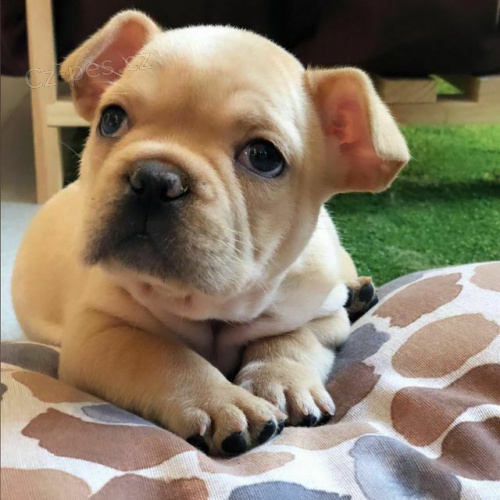 Francouzsk� buldo�ek