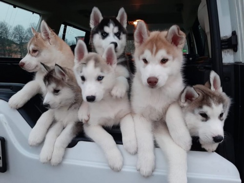 �t��ata sibi�sk� husky BUC (FCI)