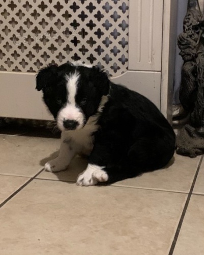 �t���tka border kolie p�ipravena k prodeji