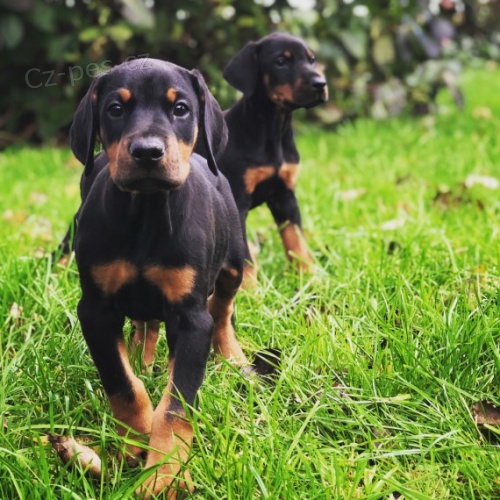 Dobrman �t��ata