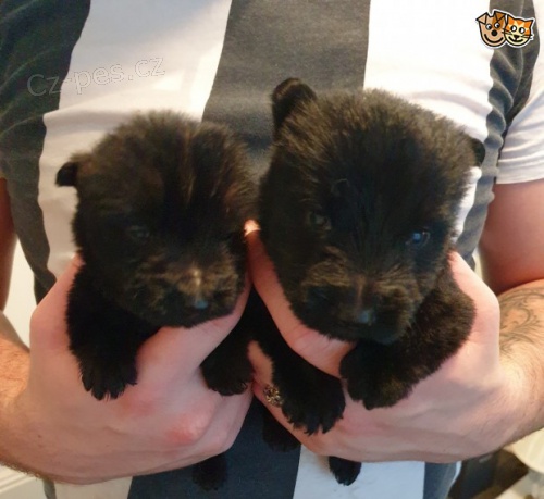 Skotsk� teri�r �t��ata