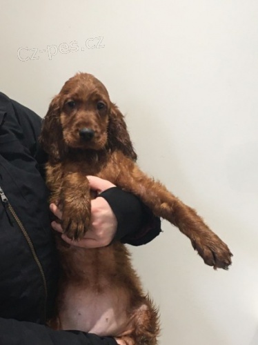 Irsky setr �t��ata